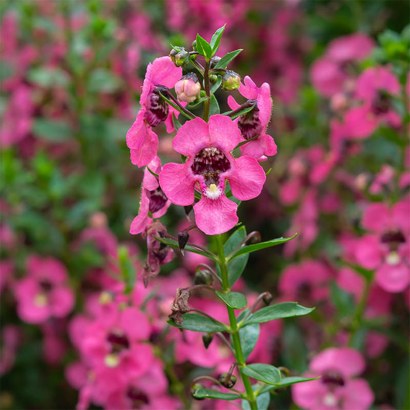 Angelonia 'Perfectly Pink' 6"