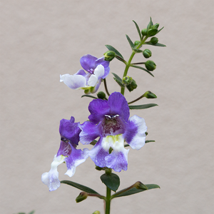 Angelonia 'Wedgewood Blue' 4"