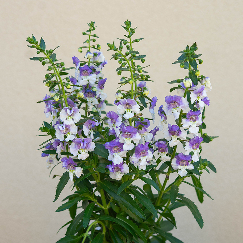 Angelonia 'Wedgewood Blue' 6"
