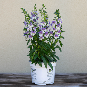 Angelonia 'Wedgewood Blue' 6"