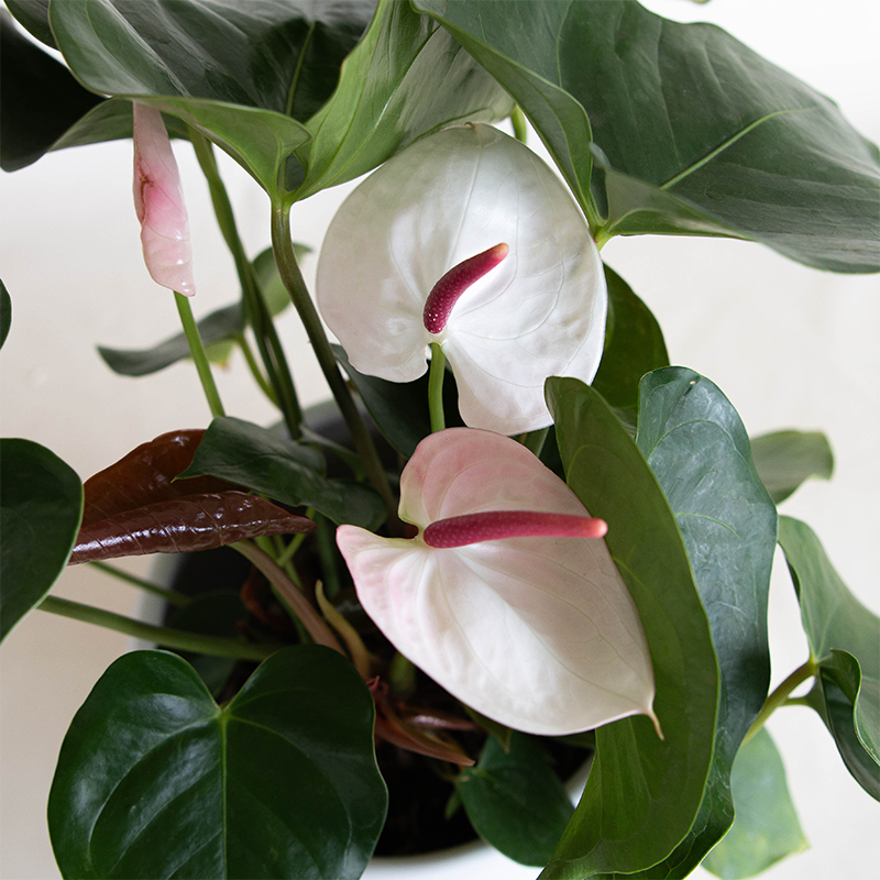 Anthurium White Heart 6"