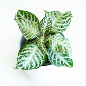 Aphelandra squarrosa 'Snow White' 4"