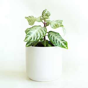Aphelandra squarrosa 'Snow White' 4"