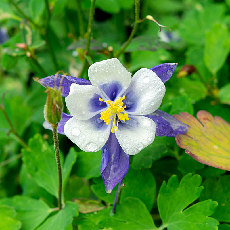 Aquilegia 'Earlybird Blue White' Q01