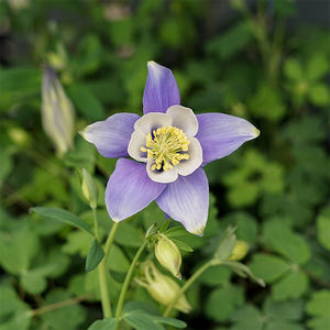 Aquilegia 'Earlybird Blue White' Q01