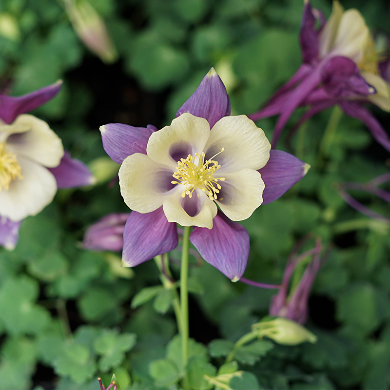 Aquilegia 'Earlybird Purple Yellow' Q01