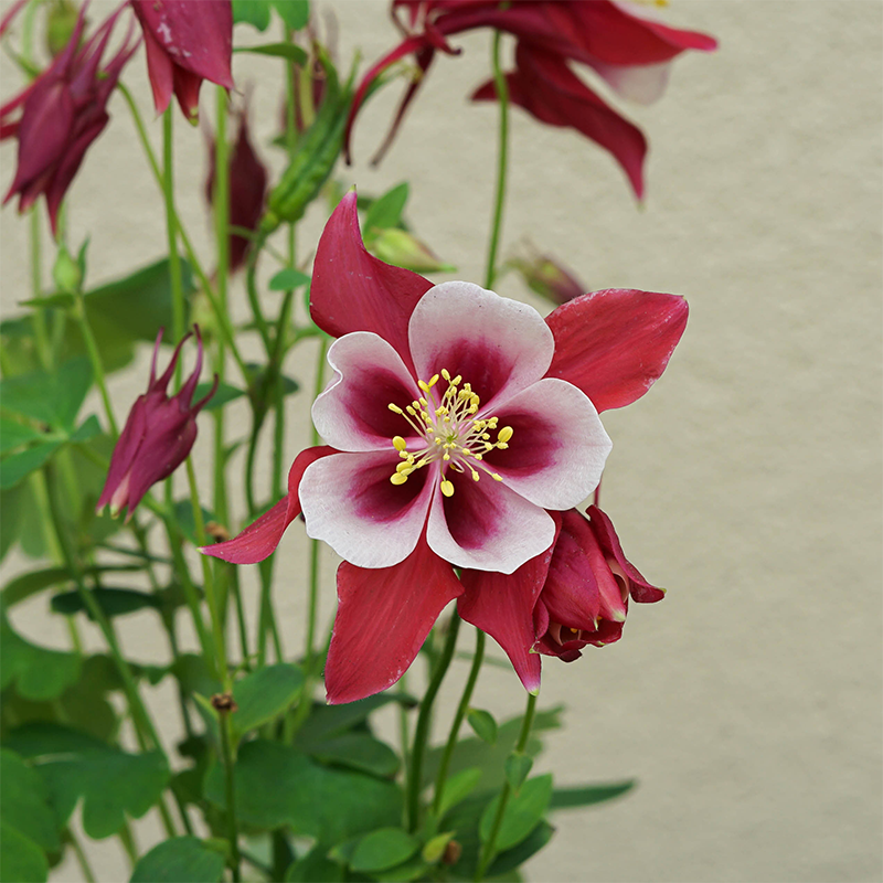 Aquilegia 'Earlybird Red White' Q01