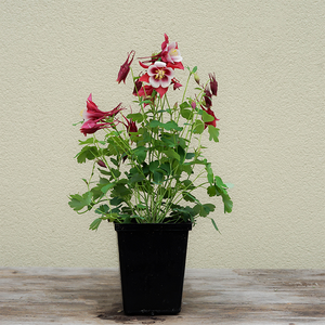 Aquilegia 'Earlybird Red White' Q01
