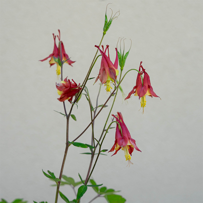 Aquilegia canadensis Q01