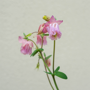 Aquilegia vul 'Carol Ann' Q01