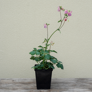 Aquilegia vul 'Carol Ann' Q01
