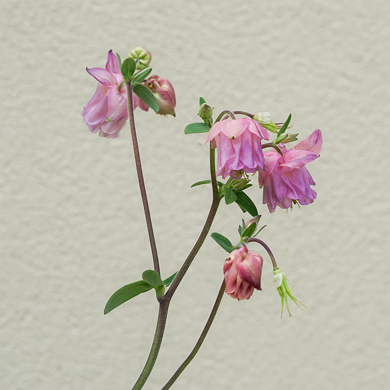 Aquilegia vul 'Carol Ann' Q01
