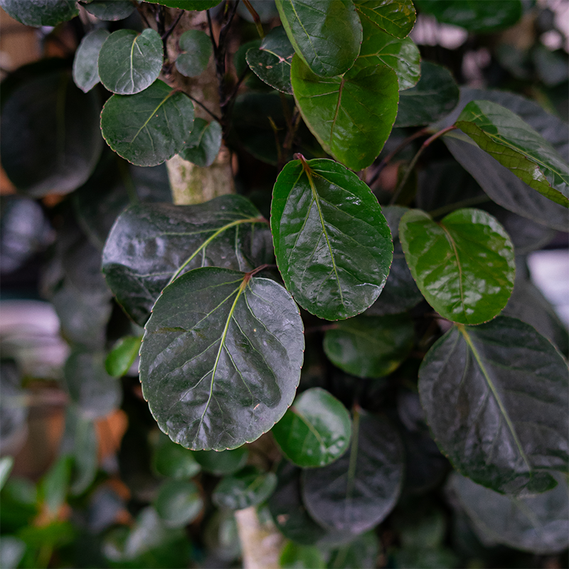 Aralia 'Fabian' 14"