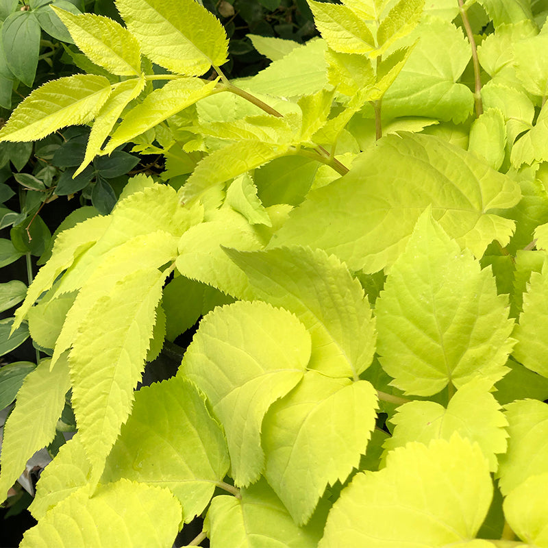 Aralia cor 'Sun King' G01