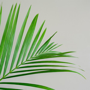 Areca Palm 10"