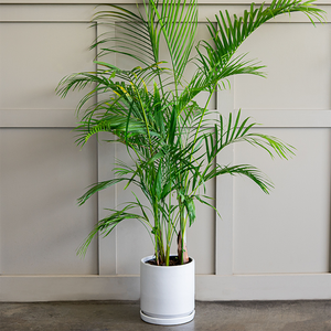 Areca Palm 10"