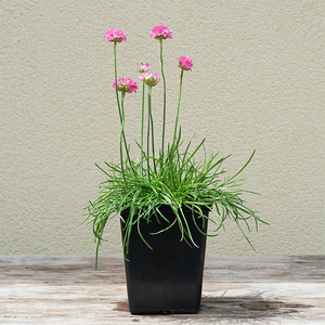 Armeria mar 'Splendens' Q01