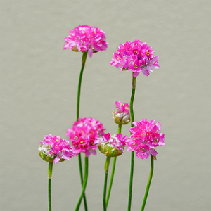 Armeria mar 'Splendens' Q01