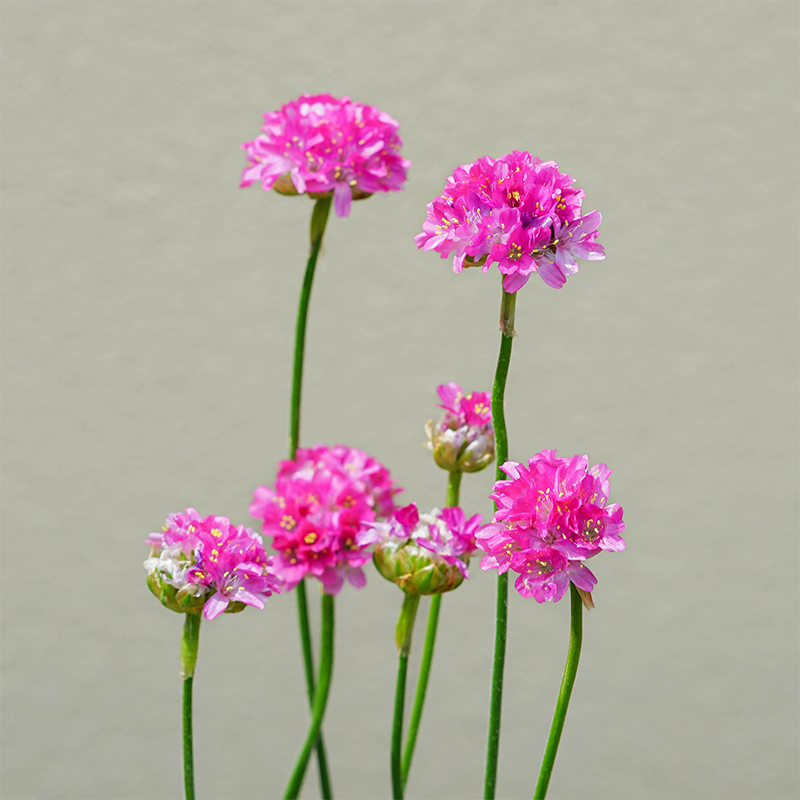 Armeria mar 'Splendens' Q01
