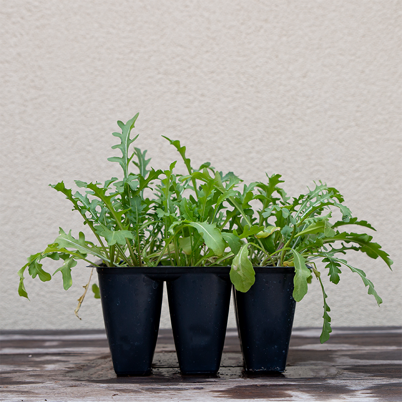 Arugula 'Uber' 6 Pack