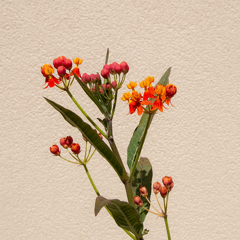 Asclepias 'Apollo Orange' 4"