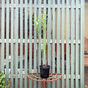 Asclepias incarnata G01
