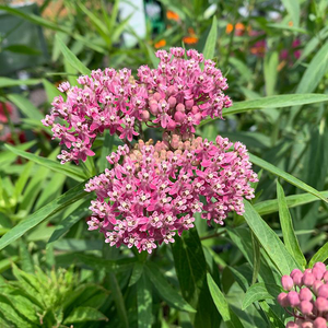 Asclepias incarnata Q01