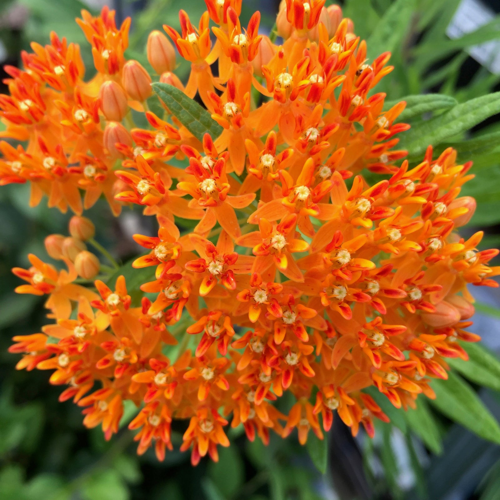 Asclepias tuberosa Q01