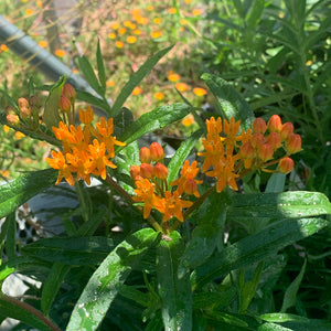Asclepias tuberosa Q01