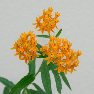 Asclepias tuberosa Q01