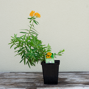 Asclepias tuberosa Q01