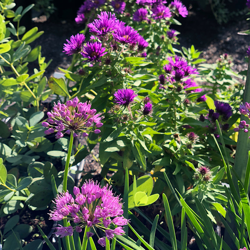 Aster 'Purple Dome' G01