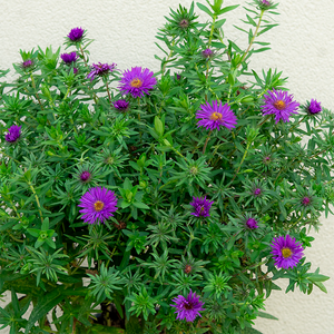 Aster 'Purple Dome' G01