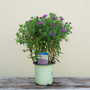 Aster 'Purple Dome' G01