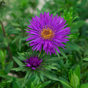 Aster 'Purple Dome' G01