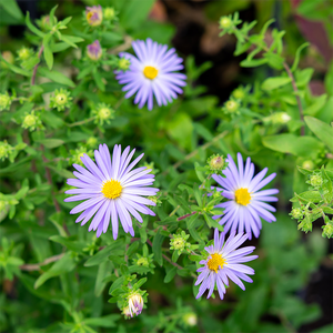 Aster 'Raydons Favorite' G01