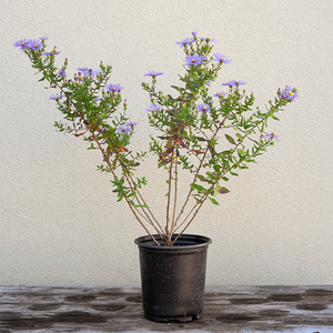 Aster 'Raydons Favorite' G01