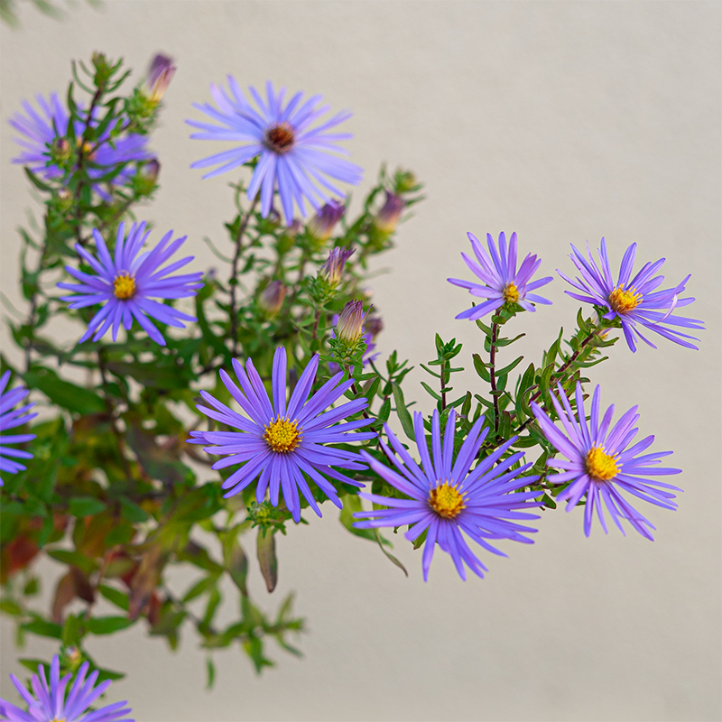 Aster 'Raydons Favorite' G01