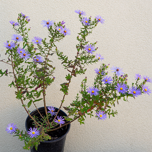 Aster 'Raydons Favorite' G01