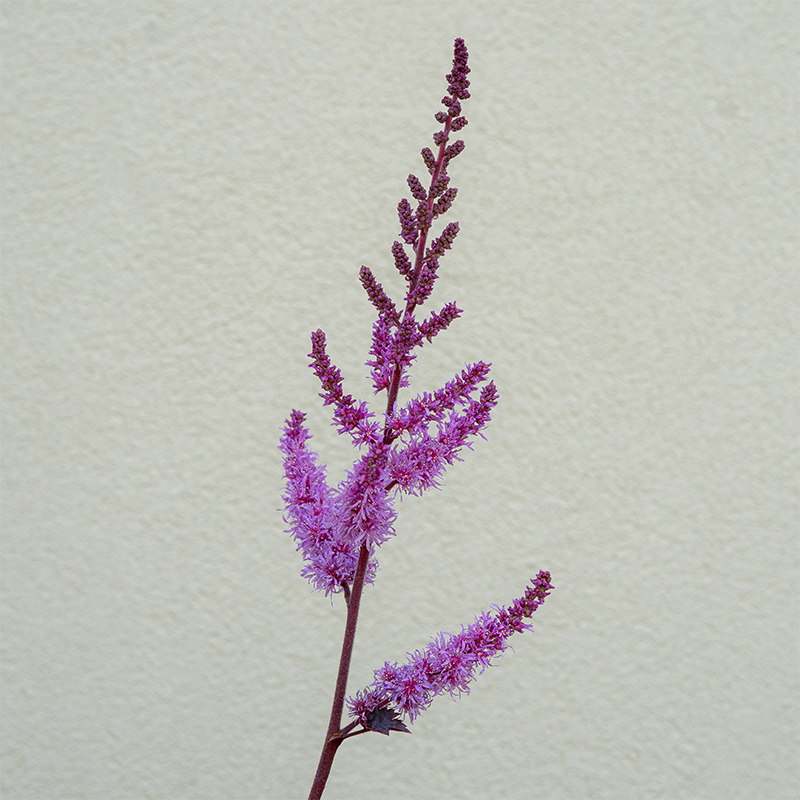 Astilbe 'Dark Side of the Moon' G01