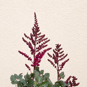 Astilbe 'Vision Volcano'