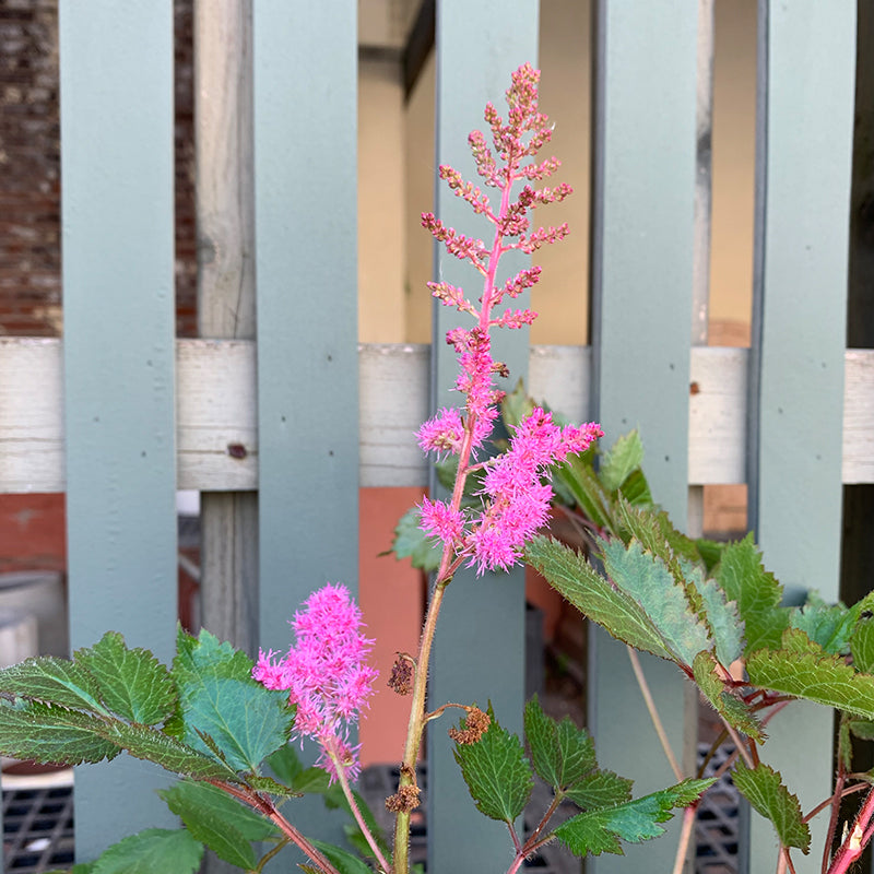 Astilbe ch 'Mighty Chocolate Cherry' G01