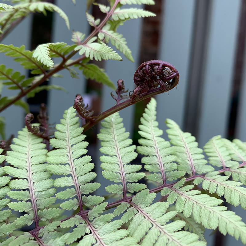 Athyrium x 'Ghost' G01