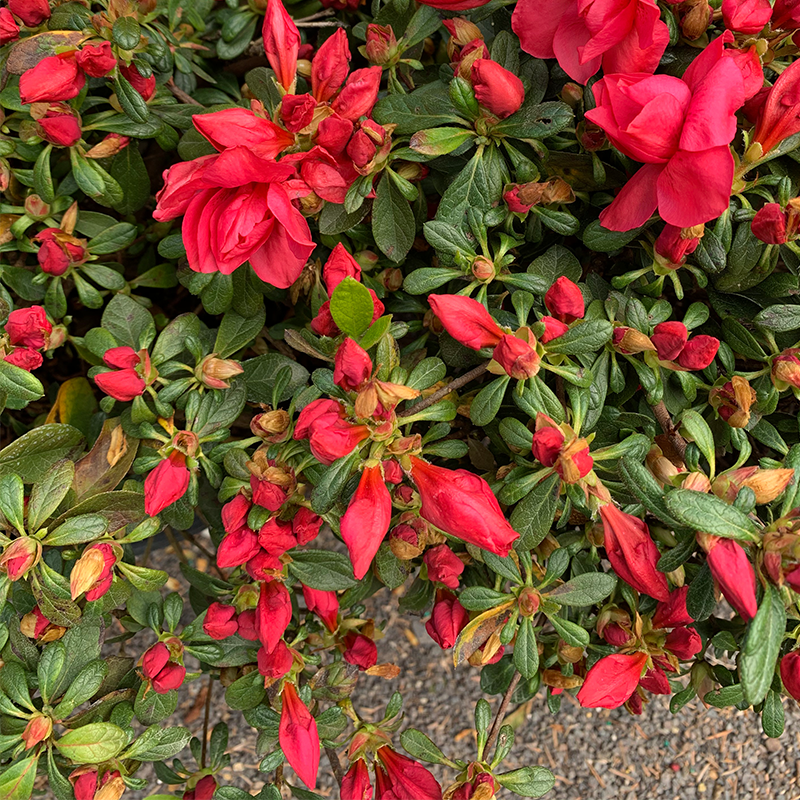 Azalea 'Autumn Bonfire'