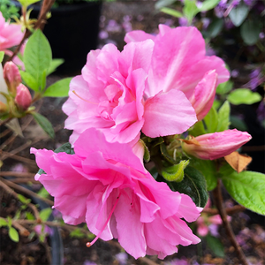 Azalea 'Autumn Carnation'