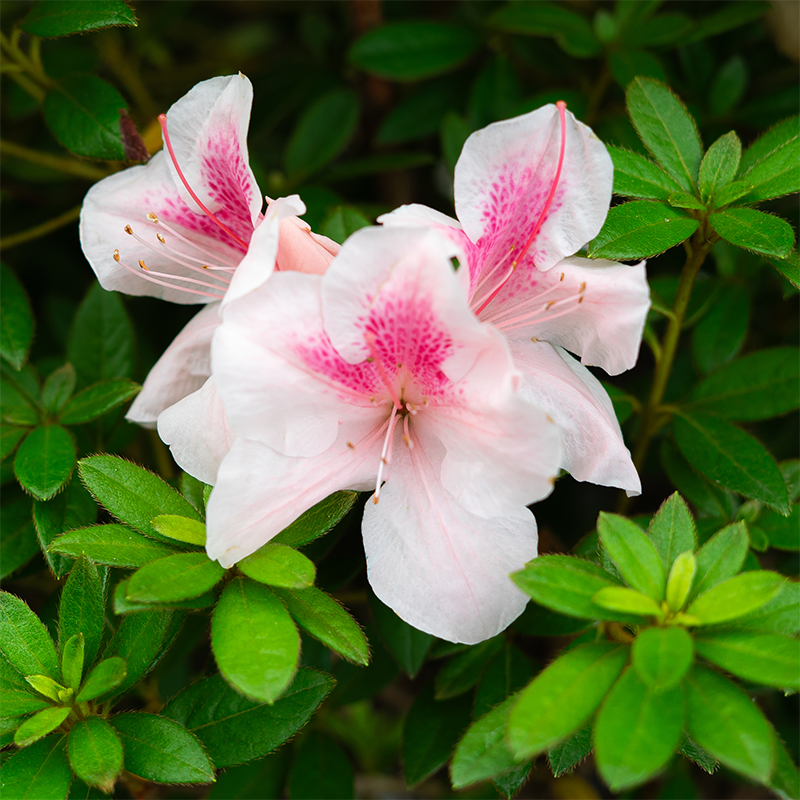 Azalea 'Autumn Chiffon'