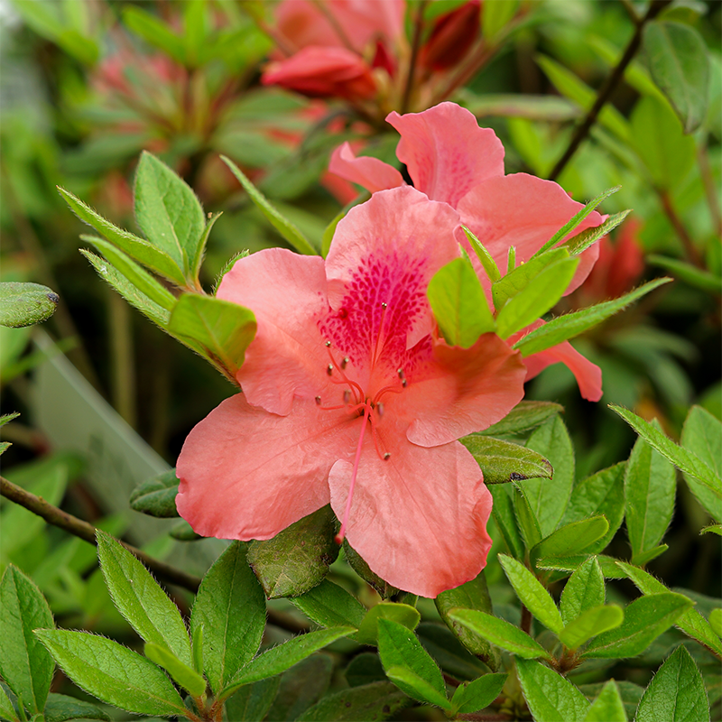 Azalea 'Autumn Coral'
