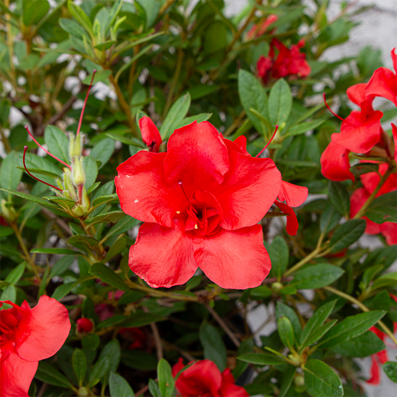 Azalea 'Autumn Embers'