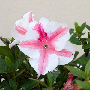 Azalea 'Autumn Starburst'
