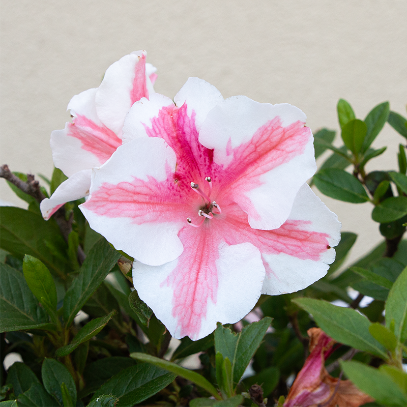 Azalea 'Autumn Starburst'